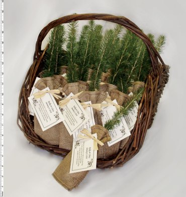 Eco-Tree Pine Tree Seedling Party Favors – available on The Green World Project