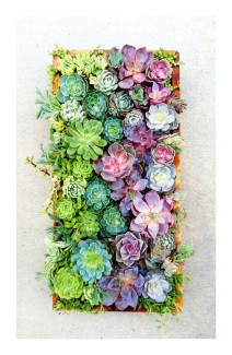 Vertical Succulent Wall (to be used as a photo backdrop)